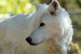 MTGC1185531 wolf / Canis lupus
