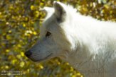 MTGC1185549 wolf / Canis lupus