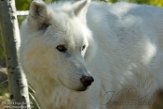 MTGC1185553 wolf / Canis lupus