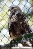 MTGC1185591 ruigpootbuizerd / Buteo lagopus