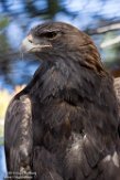 MTGC1185627 steenarend / Aquila chrysaetos