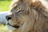 NJTZ1196698 Afrikaanse leeuw / Panthera leo