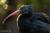 NYBZ1145933 kaalkopibis / Geronticus eremita