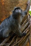 NYBZ1145948 mutslangoer / Trachypithecus cristatus