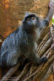 NYBZ1145949 mutslangoer / Trachypithecus cristatus