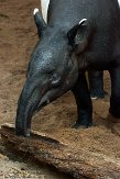 NYBZ1145952 Maleise tapir / Tapirus indicus