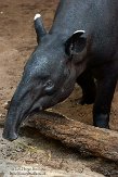 NYBZ1145955 Maleise tapir / Tapirus indicus