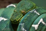 NYBZ1146034 groene hondskopboa / Corallus caninus