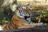 NYBZ1146044 Siberische tijger / Panthera tigris altaica