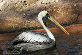 NYBZ1146089 Peruaanse pelikaan / Pelecanus thagus