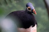 NYBZ1196178 maleo / Macrocephalon maleo