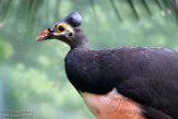 NYBZ1196181 maleo / Macrocephalon maleo