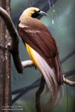 NYBZ1196187 kleine paradijsvogel / Paradisaea minor