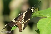 NYSZ1155917 grote page / Papilio cresphontes