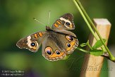 NYSZ1155927 Junonia coenia