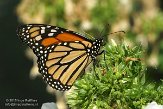 NYSZ1155931 Monarchvlinder / Danaus plexippus