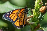 NYSZ1155989 Monarchvlinder / Danaus plexippus