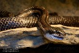 NYSZ1155995 zwarte rattenslang / Pantherophis obsoletus