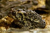 NYSZ1155998 Amerikaanse pad / Bufo americanus