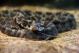 NYSZ1156000 Oostelijke massasauga / Sistrurus catenatus