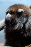 NYPZ1196586 Boliviaanse grijze titi / Callicebus donacophilus