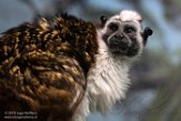 NYPZ1196617 Geoffroy's tamarin / Saguinus geoffroyi