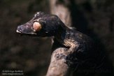 NYPZ1196629 Henkels bladstaartgekko/ Uroplatus henkeli