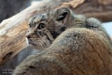 NYPZ1196636 manoel / Otocolobus manul manul