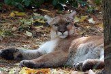 NYQZ1145837 poema / Puma concolor