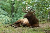 NYQZ1145867 Roosevelt-wapiti / Cervus canadensis roosevelti