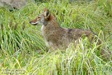 NYQZ1145902 coyote / Canis latrans