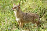 NYQZ1145903 coyote / Canis latrans