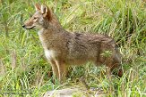 NYQZ1145907 coyote / Canis latrans