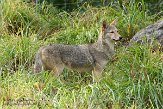NYQZ1145917 coyote / Canis latrans