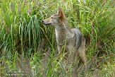 NYQZ1145920 coyote / Canis latrans