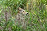 NYQZ1145923 coyote / Canis latrans