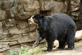 NYQZ1145932 brilbeer / Tremarctos ornatus