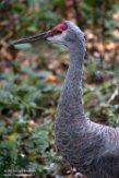 NYQZ1198322 Canadese kraanvogel / Grus canadensis