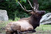 NYQZ1198354 Roosevelt-wapiti / Cervus canadensis roosevelti