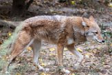 NYQZ1198377 coyote / Canis latrans