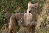 NYQZ1198398 coyote / Canis latrans