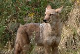 NYQZ1198402 coyote / Canis latrans