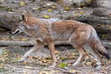 NYQZ1198425 coyote / Canis latrans