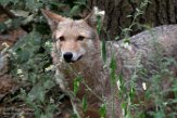 NYQZ1198433 coyote / Canis latrans