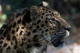 NYSZ1198486 Amoerpanter / Panthera pardus orientalis