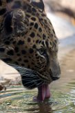 NYSZ1198516 Amoerpanter / Panthera pardus orientalis