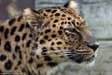 NYSZ1198532 Amoerpanter / Panthera pardus orientalis