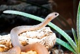 NYSZ1198573 Rhamphiophis oxyrhynchus (rufous beaked snake)