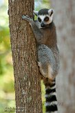 NCDC1144659 ringstaartmaki / Lemur catta