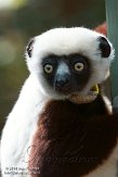 NCDC1144692 Coquerels sifaka / Propithecus coquereli